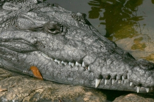 Crocodylus Park